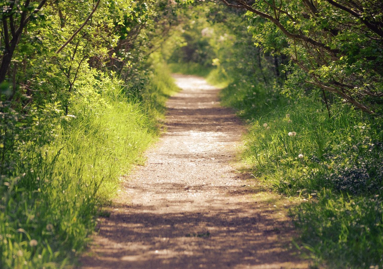 A hopeful path symbolising growth and recovery